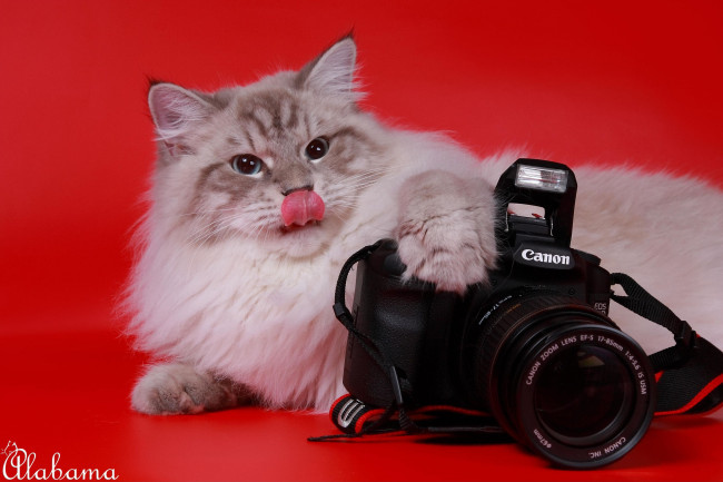 Обои картинки фото животные, коты, невская, маскарадная, фотоаппарат