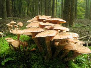 Картинка опЯта природа грибы осень лес кочка мох
