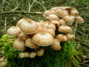 Картинка природа грибы мох трава лес