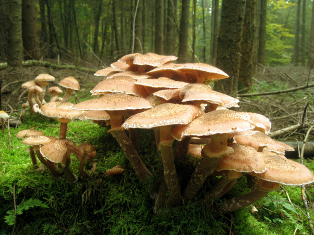 Обои картинки фото опЯта, природа, грибы, осень, лес, кочка, мох