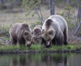 Картинка животные медведи трава водопой озеро природа зелень деревья три лес