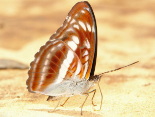 Картинка животные бабочки крылья бабочка макро itchydogimages узор усики