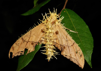 Картинка животные бабочки усики крылья бабочка шипы макро itchydogimages узор
