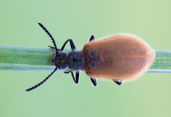 Картинка животные насекомые мохнатый жук насекомое зелёный фон макро травинка