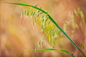 Картинка природа макро листья растение трава колоски