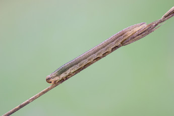 Картинка животные гусеницы фон насекомое гусеница травинка макро