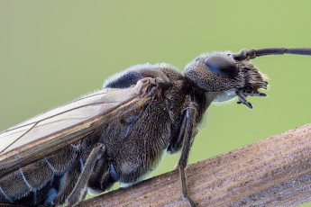 Картинка животные насекомые фон муха насекомое травинка макро