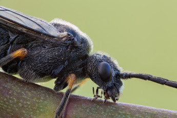 Картинка животные насекомые фон насекомое макро