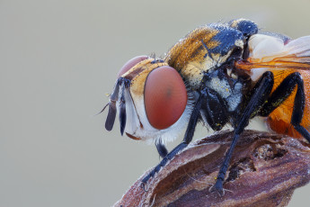 Картинка животные насекомые насекомое утро роса глаза капли фон макро