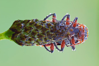 Картинка животные насекомые насекомое утро зелёный фон макро травинка капли роса