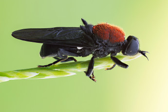 Картинка животные насекомые зелёный фон макро усики крылья травинка голубая бабочка