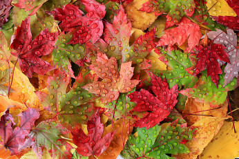 Картинка природа листья капли осень