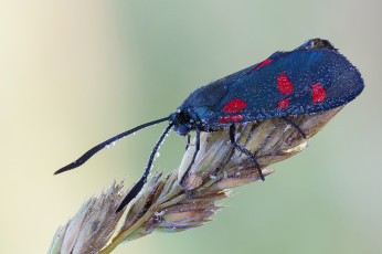 Картинка животные бабочки насекомое макро травинка синяя бабочка
