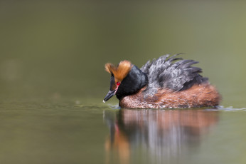 Картинка животные Чомги+ поганки плавание вода птица чомга