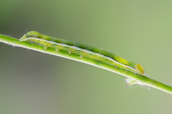 Картинка животные гусеницы макро травинка гусеница зелёный фон