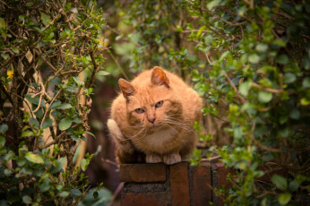 Картинка животные коты кот кустарник деревья взгляд рыжий забор
