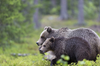 Картинка животные медведи лес трава зелень деревья природа