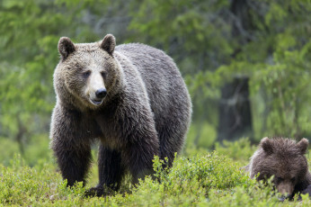 Картинка животные медведи трава зелень деревья природа лес