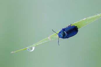 Картинка животные насекомые чёрный жучок капли макро зелёный фон утро насекомое роса травинка
