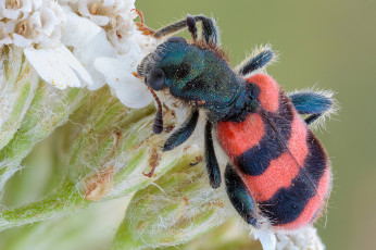 Картинка животные насекомые фон насекомое жук травинка макро красный мохнатый полосатый