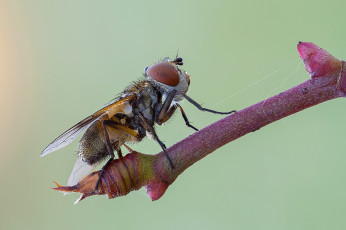 Картинка животные насекомые макро насекомое муха травинка фон
