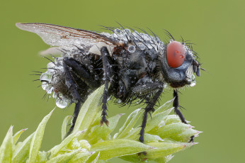 Картинка животные насекомые роса насекомое макро небо река капли муха утро