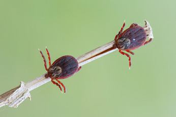 Картинка животные насекомые жучки макро роса утро травинка жуки насекомое