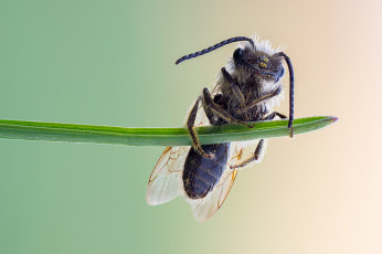 обоя животные, пчелы,  осы,  шмели, зелёный, фон, насекомое, пчела, травинка, макро