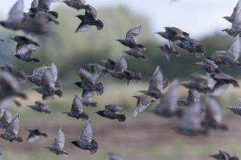 Картинка животные птицы полёт стая грачи
