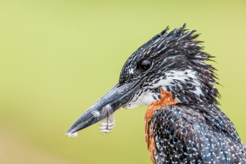 Картинка животные зимородки профиль фон клюв птица зимородок