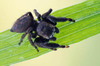 Картинка животные пауки насекомое утро паук чёрный травинка зелёный фон макро