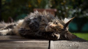 Картинка животные коты кошка кот мейн-кун утро отдых