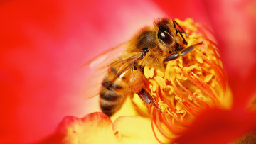 обоя животные, пчелы,  осы,  шмели, цветок, природа, насекомое, пчела