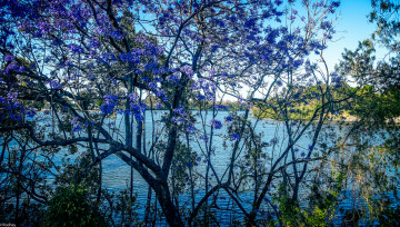 Картинка природа реки озера деревья река небо голубое