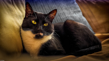 Картинка животные коты чёрно-белый кот ушки взгляд