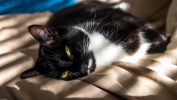 Картинка животные коты взгляд прищурился лежит желтоглазый кот жёлтые глаза чёрно-белый солнечные зайчики