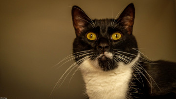 Картинка животные коты взгляд усы ушки мордочка желтоглазый фон комната полумрак чёрно-белый кот