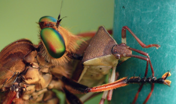 Картинка животные насекомые травинка зелёный фон жуки макро
