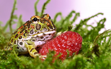 Картинка животные лягушки малина жаба трава