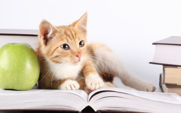 Картинка животные коты яблоко книга взгляд