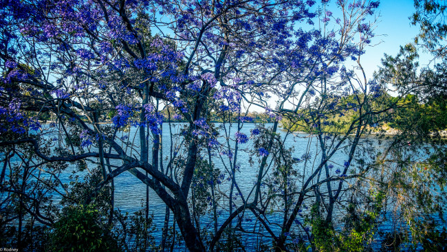 Обои картинки фото природа, реки, озера, деревья, река, небо, голубое