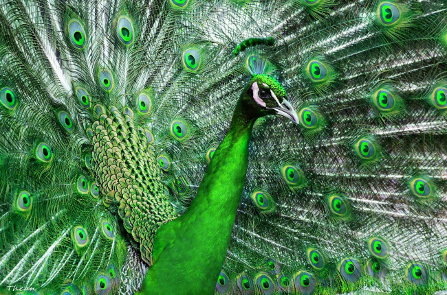 Обои картинки фото животные, павлины, перья, красивый, хвост, птица, павлин, зеленый