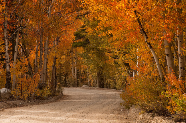 Обои картинки фото природа, дороги, краски, тополь, осинообразный, дорога, сентябрь, осень, деревья