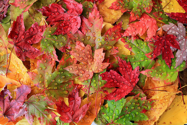 Обои картинки фото природа, листья, капли, осень