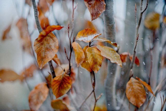 Обои картинки фото природа, листья, снег, желтые, осенние, ветки, дерево