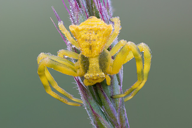 Обои картинки фото животные, пауки, роса, капли, паук, насекомое, утро, фон, макро, жёлтый