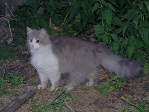 Картинка животные коты кот трава прогулка пушистый
