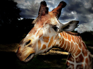 Картинка животные жирафы жирафа природа фон
