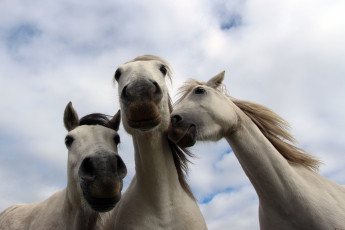 Картинка животные лошади кони фон природа