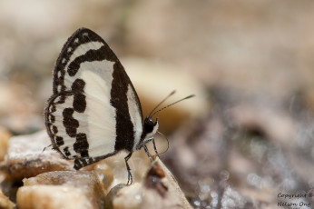 Картинка животные бабочки +мотыльки +моли бабочка усики макро фон крылья